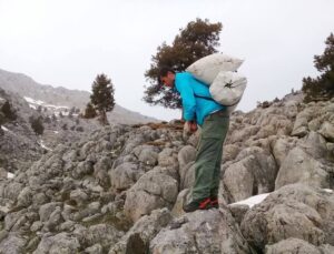 Kahramanmaraş’ta çiriş otu sezonu başladı