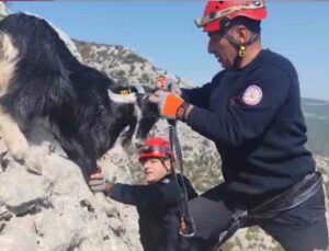 Kayalıklarda mahsur kalan keçiler 4 gün sonra kurtarıldı