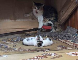 Kedi vaaz kürsüsünün altına yavruladı