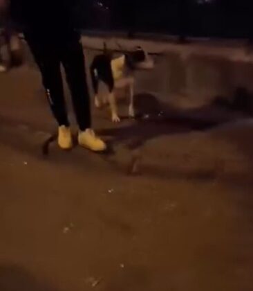 Kediye tekme atan 24 yaşındaki vicdansız tutuklanarak cezaevine gönderildi