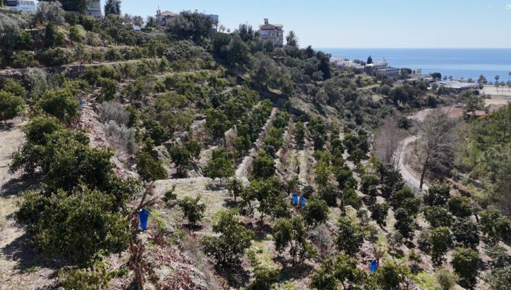 Kilogramı 200 TL’den satılan Avokadolar Alanya’da üreticilerin yüzünü güldürdü