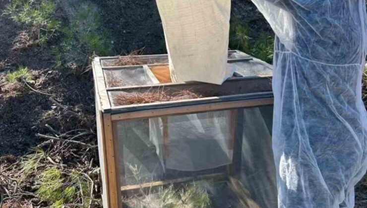 Kızılçam ağaçlarında çam kese böceği ile mücadele