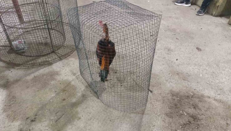 Mersin’de horoz dövüşü yapılan adrese baskın: 14 gözaltı