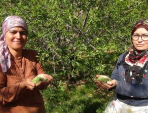 Mersin’de yüzde elli rekolte düşüşü yaşanan badem çağlası Dubai’ye ihraç ediliyor