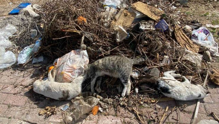 Serik’te çok sayıda ölü kedi bulundu