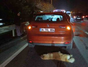 Sürü halinde yola fırlayan sokak köpekleri aynı anda 2 ayrı kazaya sebep oldu