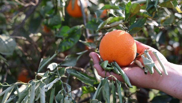 Tescilli portakalı da don vurdu, binlerce fidan kurumaya başladı