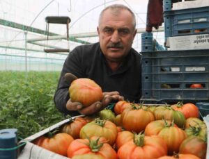 Turfanda hasat edilen domates serada 28 TL’den alıcı buluyor