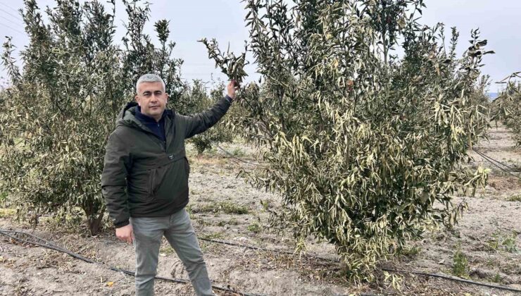 Türkiye’nin narenciye üretim merkezinde ağaçları don vurdu