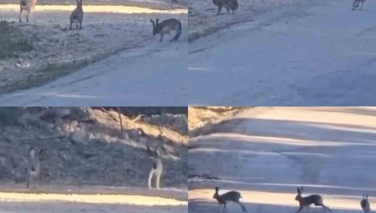 Yaban tavşanlarının neşeli anları kameraya yansıdı
