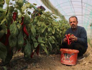 Zirai don sonrası turfanda hasat edilen kapya biber serada 80 TL’den alıcı buluyor
