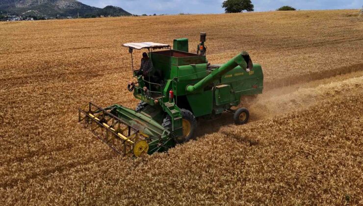 Adana’da buğday hasadı başladı