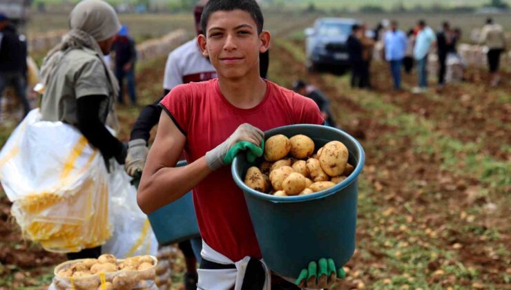 Adana’da patates hasadı başladı, tarlada kilogramı 22-24 lira