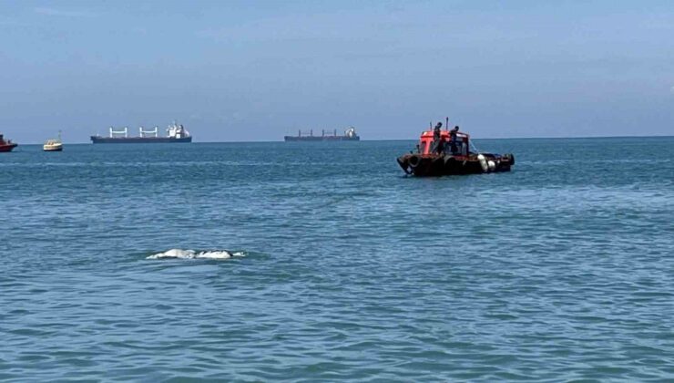Akdeniz’de kameralara balık değil angus yakalandı