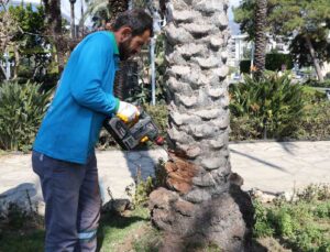 Alanya’da hurma ağaçlarına endoterapiyle uzun süreli koruma yapıldı