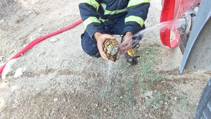 Alevlerin arasında kalan kaplumbağaya can suyu