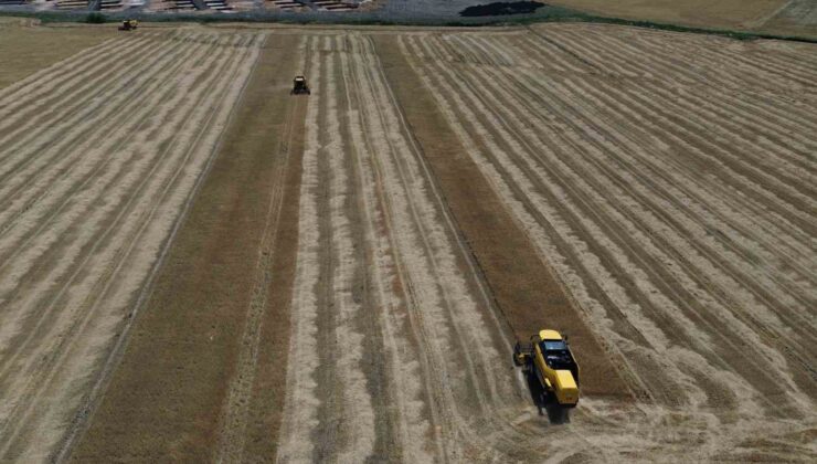 Amik Ovası’nda kuraklık buğdayda rekolteyi yarı yarıya düşürdü