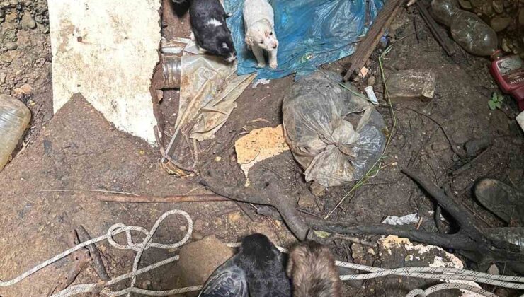 Antalya’da kuyuya düşen 7 yavru köpeği itfaiye kurtardı