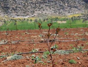 Antalya’da tarımsal sulama projeleriyle tersine göç hızlandı