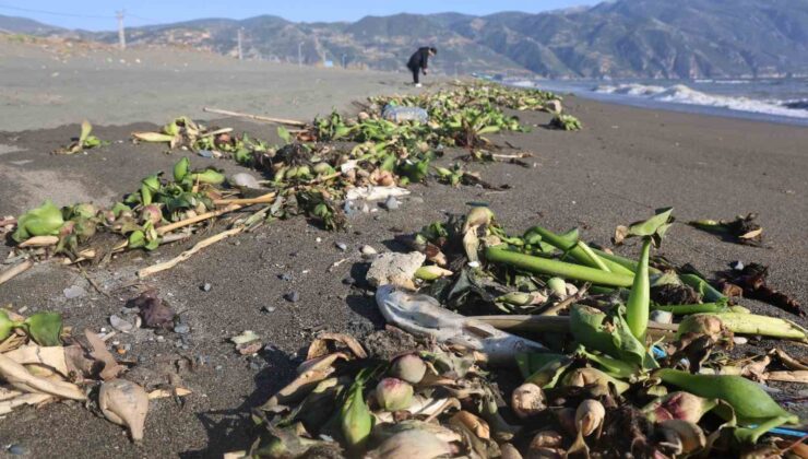 Aşırı yağışla birlikte denize sürüklenen binlerce tatlı su balığı, tuzlu suda telef oldu