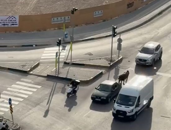 Atı otomobile bağlayarak götüren şahsa bin 986 TL ceza