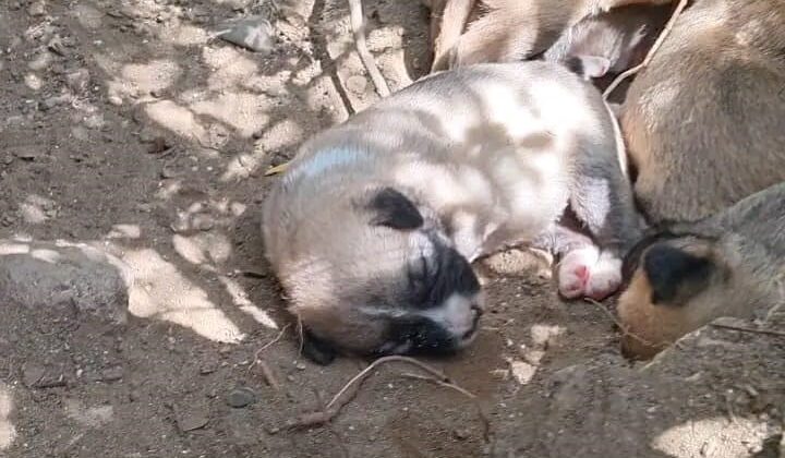 Çalıların arasındaki boşluğa düşen yavru köpekleri itfaiye kurtardı