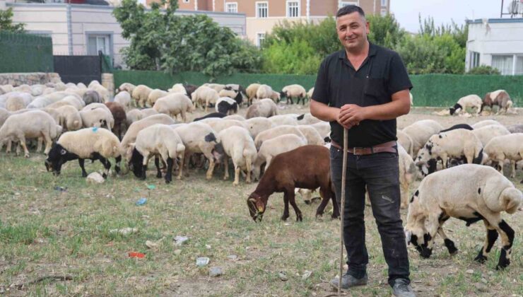 Depremzede vatandaşların memleketlerine dönüşü kurbanlıklara olan rağbeti arttırdı