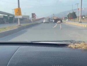 Deve kuşunu trafikte gören vatandaşın şaşkınlık yaşadığı anlar gülümsetti