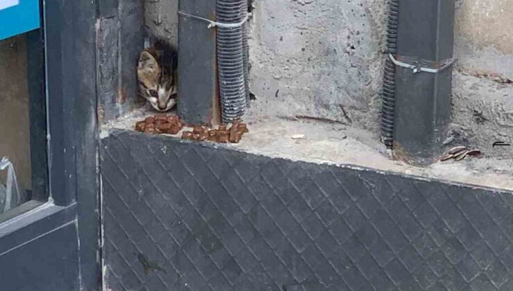 Duvar arasında mahsur kalan kedi, duvarın kırılmasıyla kurtarıldı