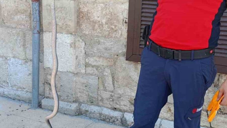 Hastane bahçesinde yılan yakalandı