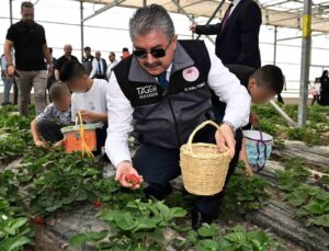 Huzurevinde kalan büyükler ve koruma altındaki çocuklar, çilek hasadı yaptı