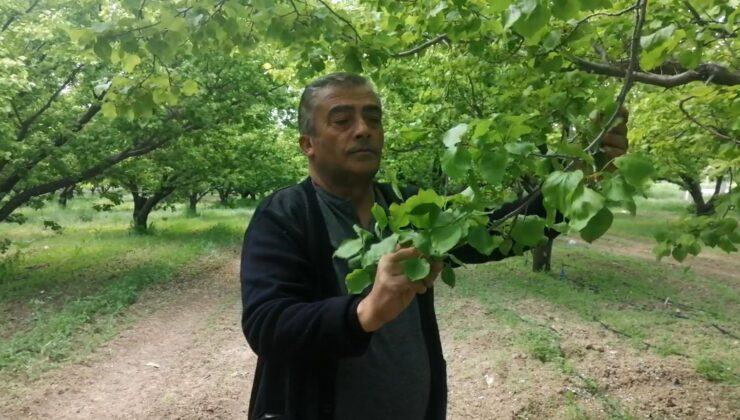 Isparta’da don kayısı üreticilerini zarara uğrattı