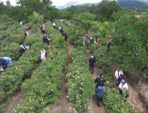 Isparta’da gül hasadı, festival coşkusunu doruklara taşıdı