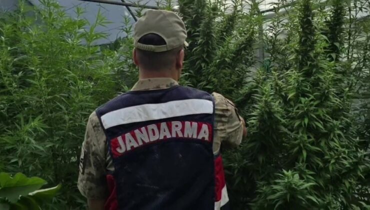 Jandarma’dan kenevir serasına operasyon