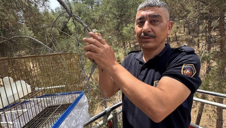 Kafesinden kaçan muhabbet kuşunu itfaiye yakaladı