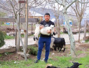 Kahramanmaraş’ta cevizi don vurunca, üreticileri farklı alanlara yöneldi