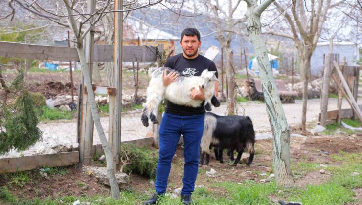 Kahramanmaraş’ta cevizi don vurunca, üreticileri farklı alanlara yöneldi