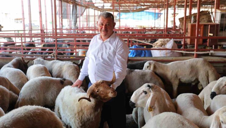Kahramanmaraş’ta kurbanlık fiyatı birçok ilden ucuz: Kilosu 250 ile 295 TL arasında