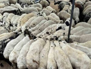 Karnı şiş kurbanlıklara dikkat: Yeme karıştırılan tuz ve sumak koyunları şişkin gösteriyor