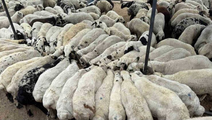 Karnı şiş kurbanlıklara dikkat: Yeme karıştırılan tuz ve sumak koyunları şişkin gösteriyor
