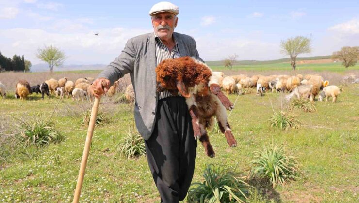 Kendi hayvanlarına çobanlık yapan Hüseyin dede: “Hayvancılık el işinden çok güzeldir”