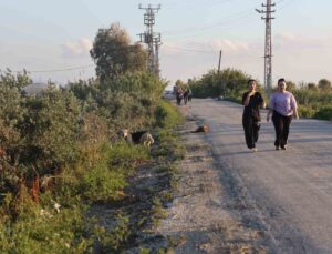 Kuduz karantinasının olduğu 4 mahallede sokak köpekleri vatandaşları tedirgin ediyor