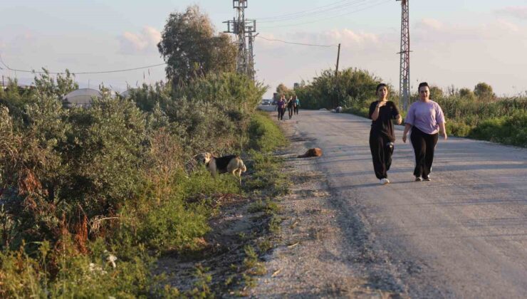 Kuduz karantinasının olduğu 4 mahallede sokak köpekleri vatandaşları tedirgin ediyor
