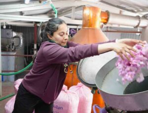 Küresel ısınma ve don gül üretimini vurdu, rekolte yarı yarıya düştü