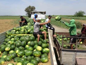 Mersin’de karpuz hasadı başladı
