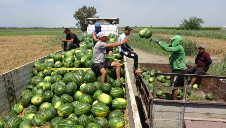 Mersin’de karpuz hasadı başladı