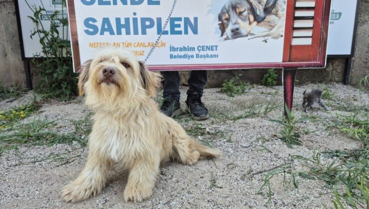 Osmaniye Belediyesi’nden ‘Yuva Arayan Can Dostlarımız Sizi Bekliyor’ kampanyası