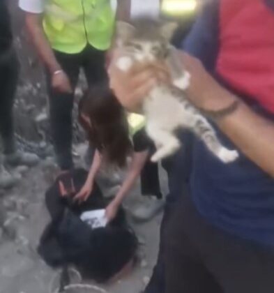 Osmaniye’de inşaat alanında bulunan kuyuya düşen yavru kedi kurtarıldı