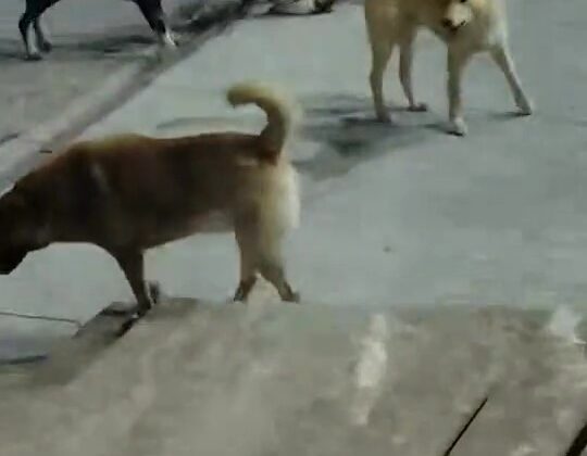 Sokak köpeklerinin saldırdığı kedi telef oldu