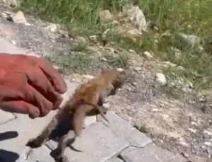 Su giderine sıkışan kedi kurtarıldı